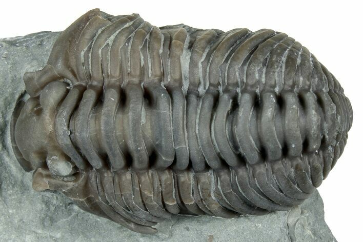Flexicalymene Trilobite Molt - Mt Orab, Ohio #329801